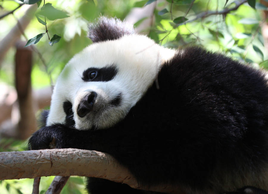 A really sad panda